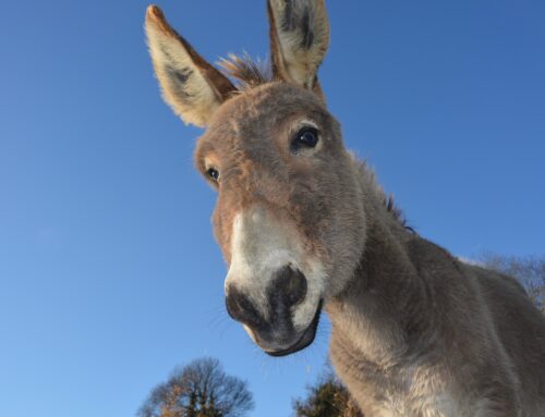 Wat is een “money mule”?